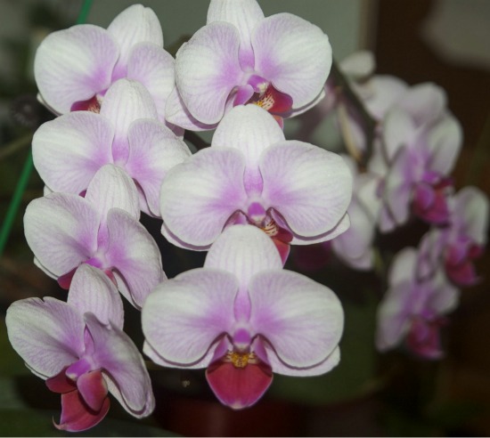 orchid-picture